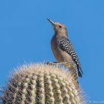 Gila Woodpecker-Male-15