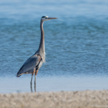 Great Blue Heron-03