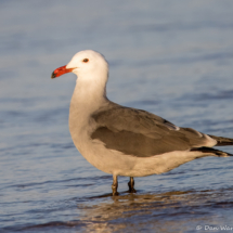 Heermann's Gull-04