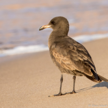 Heermann's Gull-07