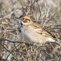 Lark Sparrow-01