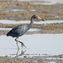 Little Blue Heron-02