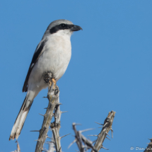Loggerhead Shrike-01