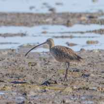 Long-billed Curlew-02