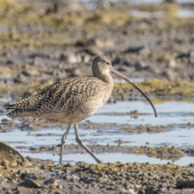 Long-billed Curlew-03