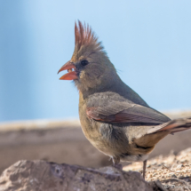 Northern Cardinal-Female-04