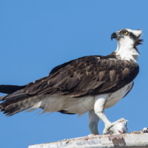 Osprey-02