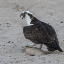 Osprey-06