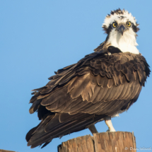 Osprey-09