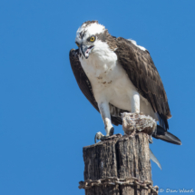 Osprey-13