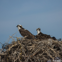 Osprey-18