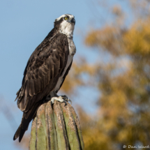 Osprey-20