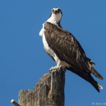Osprey-22
