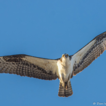 Osprey in Flight-02