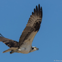 Osprey in Flight-06