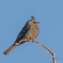 Phainopepla-Female-01