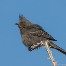Phainopepla-Female-05