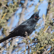 Phainopepla-Male-02