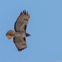 Red-tailed Hawk-01