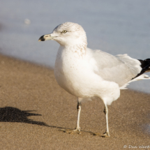 Ring-billed Gull-09