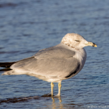 Ring-billed Gull-12