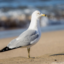 Ring-billed Gull-13