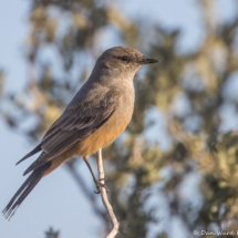 Say's Phoebe-02