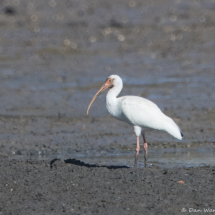 White Ibis-01