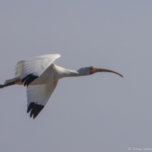 White Ibis-02