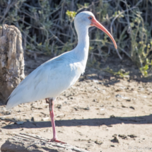 White Ibis-07
