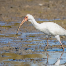 White Ibis-09
