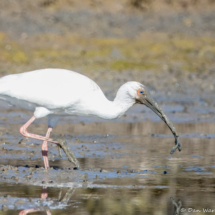 White Ibis-11