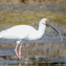 White Ibis-13