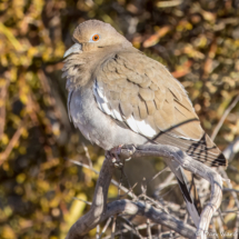 White-winged Dove-01