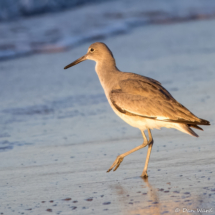 Willet-02