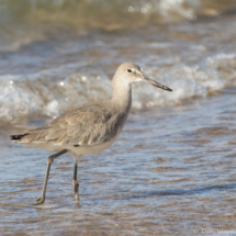Willet-06