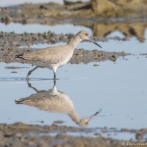 Willet-07