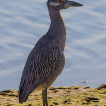 Yellow-crowned Night Heron-01