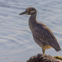 Yellow-crowned Night Heron-02