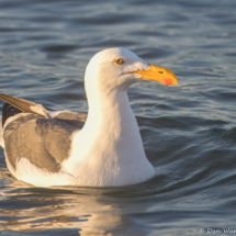 Yellow-footed Gull-01