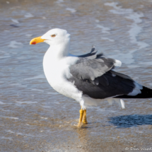 Yellow-footed Gull-03