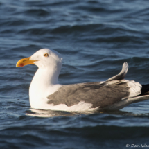 Yellow-footed Gull-04