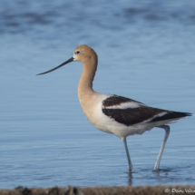American Avocet-03