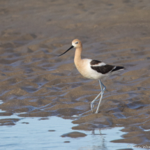 American Avocet-05