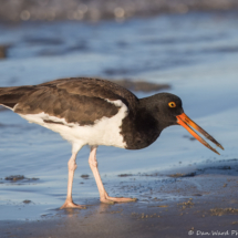 American Oystercatcher-10