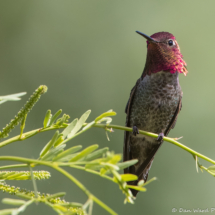 Anna's Hummingbird-Male-02