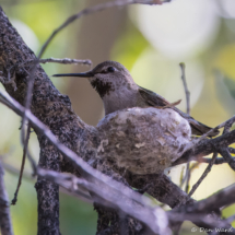 Anna's Hummingbird in Nest-02