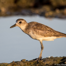 Black-bellied Plover-02