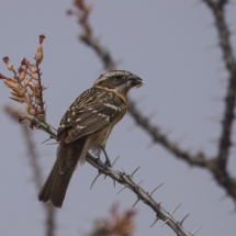 Black-headed Grosbeak-01