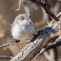 Black-tailed Gnatcatcher-01